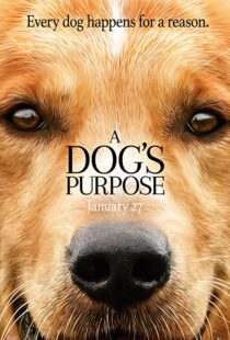 دانلود فیلم هندی A Dog’s Purpose 201741616-552597599