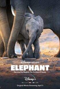 دانلود مستند Elephant 202038728-1296134701