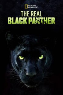 دانلود مستند The Real Black Panther 2020229564-702039658