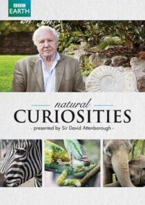 دانلود سریال Natural Curiosities382054-203921385