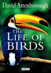 دانلود مستند The Life of Birds382058-2085427173