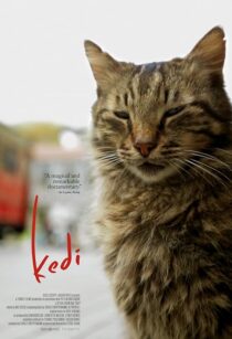دانلود مستند Kedi 2016417655-2064037279