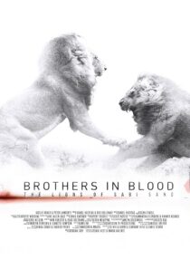 دانلود مستند Brothers in Blood: The Lions of Sabi Sand 2015424819-1239233021